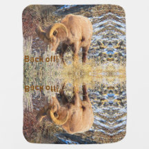 Rocky Mountain Bighorn Sheep