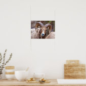 Rocky Mountain Bighorn Sheep Poster (Keuken)