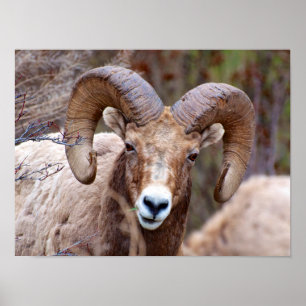 Rocky Mountain Bighorn Sheep Poster