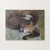 Rocky Mountain Bighorn Sheep Ram Legpuzzel (Horizontaal)