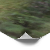 Rocky Mountain Bighorn Sheep Ram Poster (Hoek)