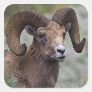 Rocky Mountain Bighorn Sheep Ram Vierkante Sticker
