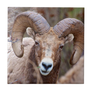 Rocky Mountain Bighorn Sheep Tegeltje