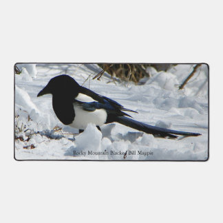 Rocky Mountain Black Billed Magpie