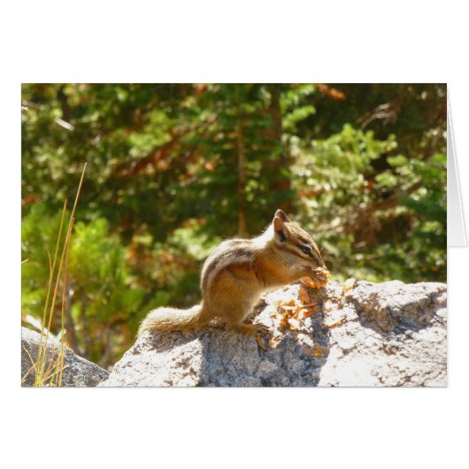 Rocky Mountain Chipmunk (Devant horizontal)