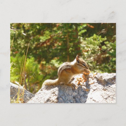 Rocky Mountain Chipmunk Briefkaart (Voorkant)