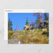 Rocky Mountain Deer Briefkaart (Voorkant / Achterkant)