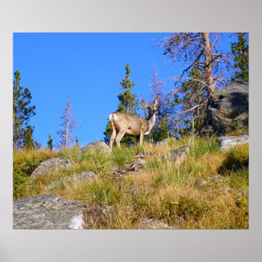 Rocky Mountain Deer Poster (Voorkant)