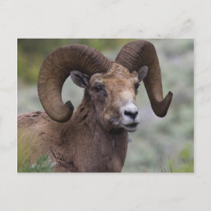 Rocky Mountain-dikhoornschaap-ram Briefkaart