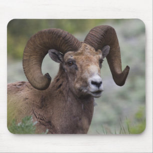 Rocky Mountain-dikhoornschaap-ram Muismat