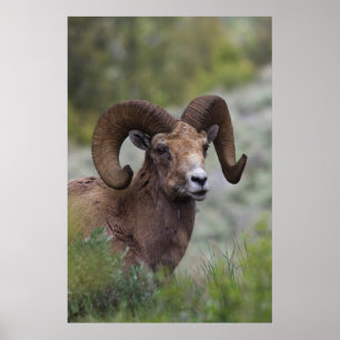 Rocky Mountain-dikhoornschaap-ram Poster
