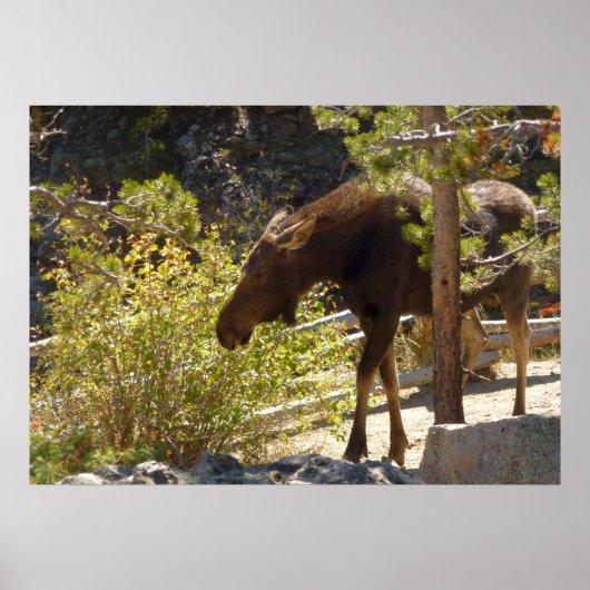 Rocky Mountain Eland Poster (Voorkant)