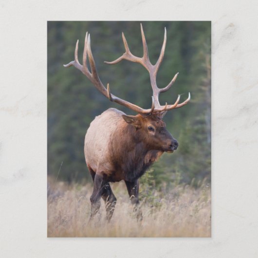 Rocky Mountain Elk Briefkaart (Voorkant)