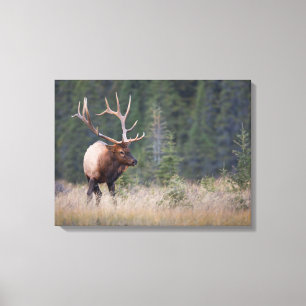 Rocky Mountain Elk Canvas Afdruk