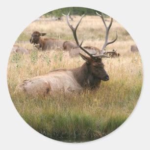 Rocky Mountain Elk in het gras Ronde Sticker