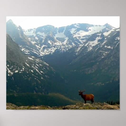 Rocky Mountain Elk Poster (Voorkant)