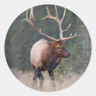 Rocky Mountain Elk Ronde Sticker