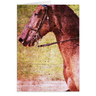 Rocky Mountain Equine