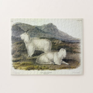 Rocky Mountain Goat (Capra Americana, Audubon) Legpuzzel