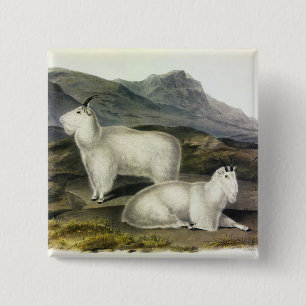 Rocky Mountain Goat (Capra Americana, Audubon) Vierkante Button 5,1 Cm