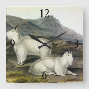Rocky Mountain Goat (Capra Americana, Audubon) Vierkante Klok