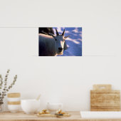 Rocky Mountain Goat Head Poster (Keuken)