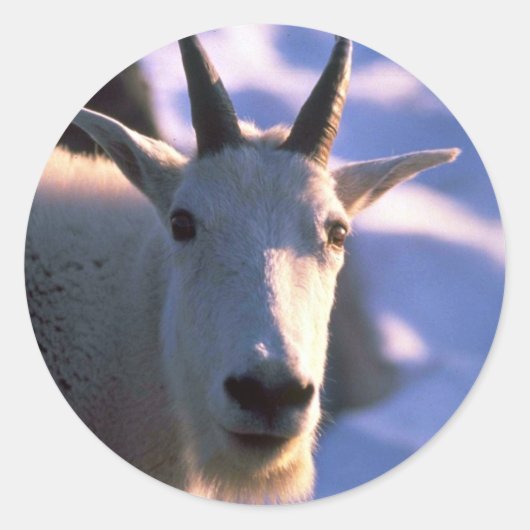Rocky Mountain Goat Head Ronde Sticker (Voorkant)