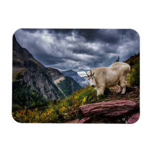 Rocky Mountain Goat Magneet