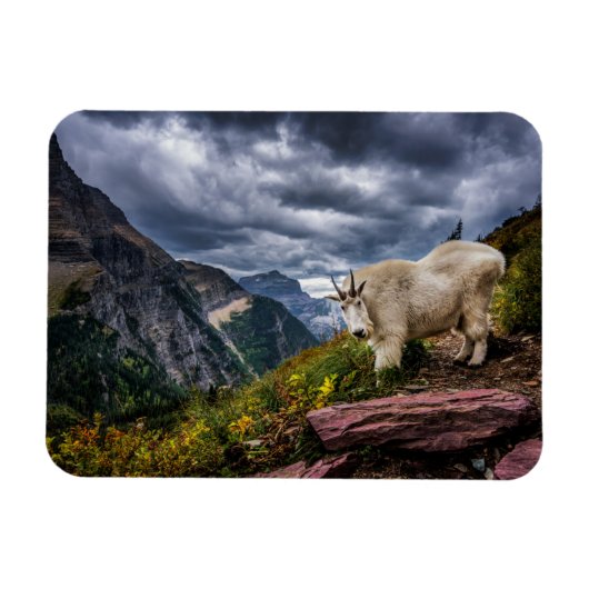 Rocky Mountain Goat Magneet (Horizontaal)