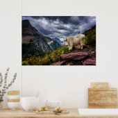 Rocky Mountain Goat Poster (Keuken)