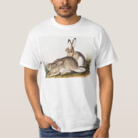 Rocky Mountain Hare (Lepus Townsendii)