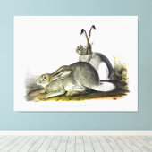 Rocky Mountain Hare of White-tailed Jackrabbit Canvas Afdruk (Insitu (Houten vloer))