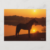 Rocky Mountain Horse in Sunset Briefkaart (Voorkant)