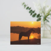Rocky Mountain Horse in Sunset Briefkaart (Staand voorkant)