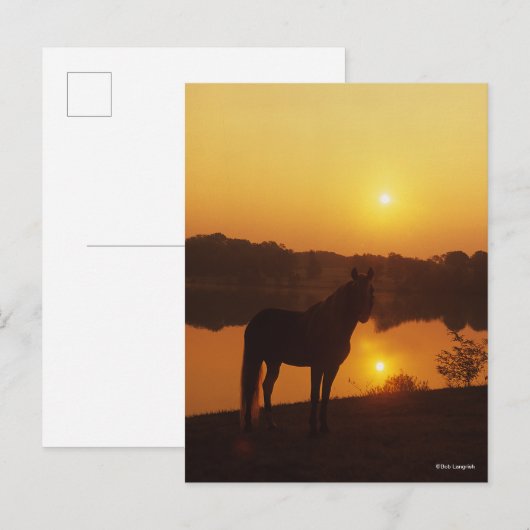 Rocky Mountain Horse in Sunset Briefkaart (Voorkant / Achterkant)