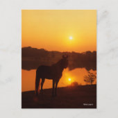 Rocky Mountain Horse in Sunset Briefkaart (Voorkant)