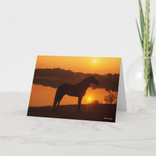 Rocky Mountain Horse in Sunset Kaart