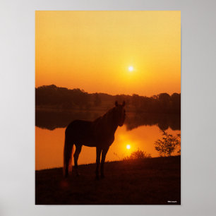 Rocky Mountain Horse in Sunset Poster