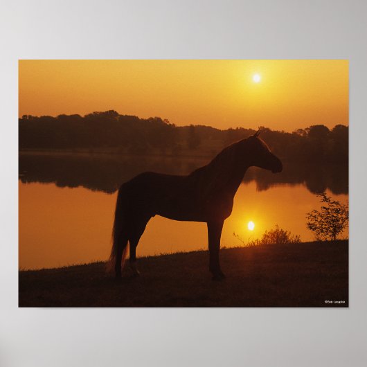 Rocky Mountain Horse in Sunset Poster (Voorkant)