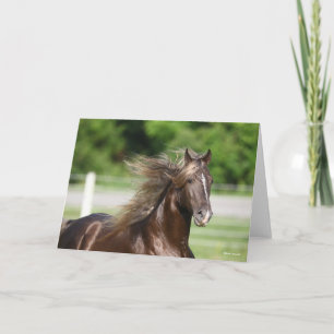 Rocky Mountain Horse Stallion Headshot Kaart