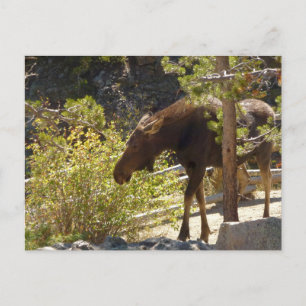 Rocky Mountain Moose Natuur fotografie Briefkaart