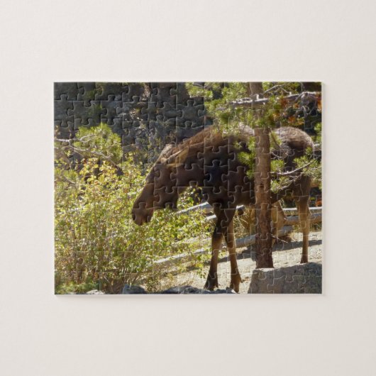 Rocky Mountain Moose Natuur fotografie Legpuzzel (Horizontaal)