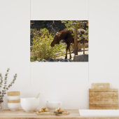 Rocky Mountain Moose Poster (Keuken)