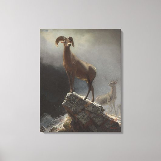 Rocky Mountain Sheep of Big Horn, Ovis, Montana, c Canvas Afdruk (Voorkant)