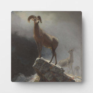 Rocky Mountain Sheep of Big Horn, Ovis, Montana, c Fotoplaat