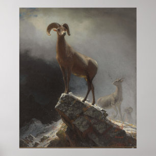 Rocky Mountain Sheep of Big Horn, Ovis, Montana, c Poster