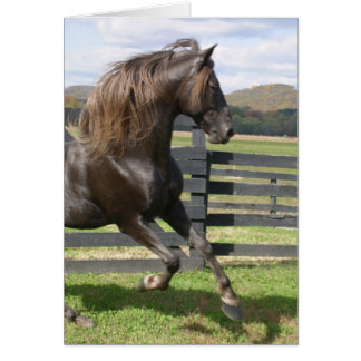 Rocky Mountain Stallion