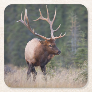 Rocky Mountain-wapiti Vierkante Kartonnen Onderzetter