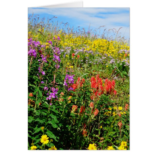 Rocky Mountain Wildbloemen (Voorkant)