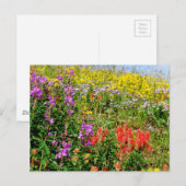 Rocky Mountain Wildbloemen Briefkaart (Voorkant / Achterkant)